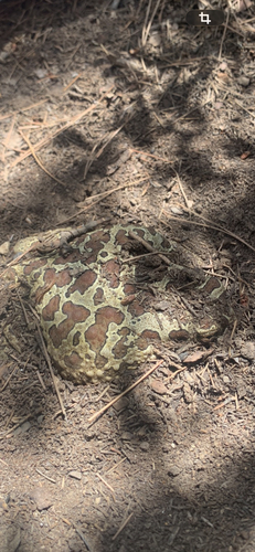 Mauritanian Toad
