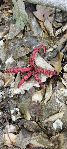 devil's-fingers