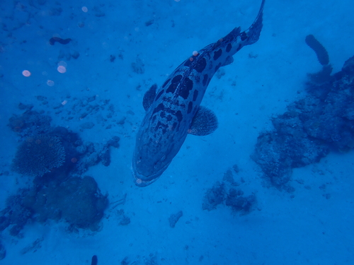 Epinephelus tukula observed 2026-07-18