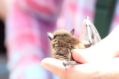 Myotis leibii