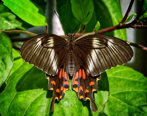 Common Mormon Swallowtail