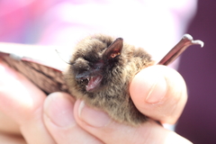 Myotis leibii