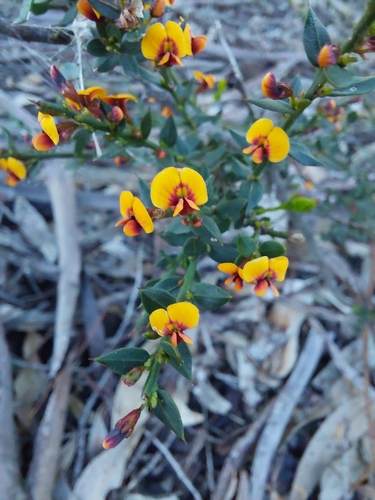 gorse bitter pea