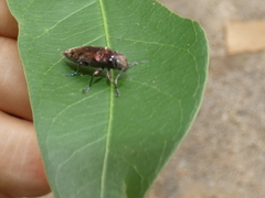 Euplectalecia sordidenotata