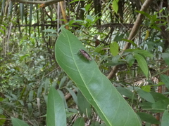 Euplectalecia sordidenotata