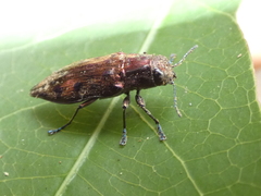 Euplectalecia sordidenotata