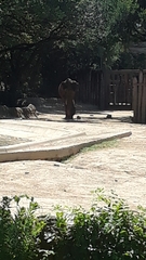 Elephantidae