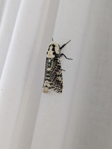 Zeuzera multistrigata