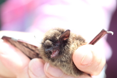 Myotis leibii