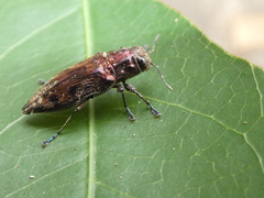 Euplectalecia sordidenotata
