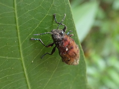 Euplectalecia sordidenotata