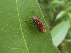 Euplectalecia sordidenotata