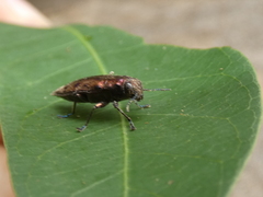 Euplectalecia sordidenotata
