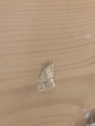 Spica luteola
