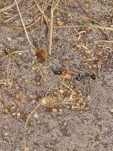Red-belted Sand Wasp, Tilburg, Bleukbosweg, 5036 NA Tilburg, Nederland, photo 10 of 10