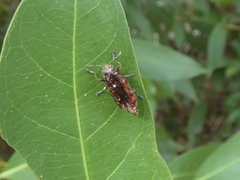 Euplectalecia sordidenotata