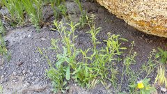 Lepidium virginicum menziesii