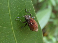 Euplectalecia sordidenotata
