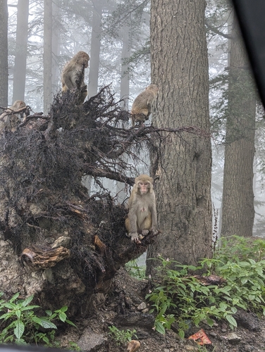 Rhesus Macaque