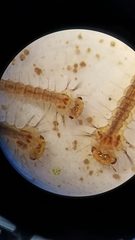 Aedes canadensis