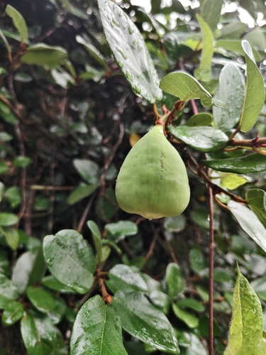 Climbing fig