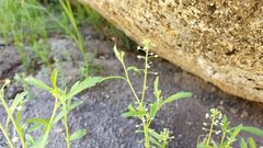 Lepidium virginicum menziesii