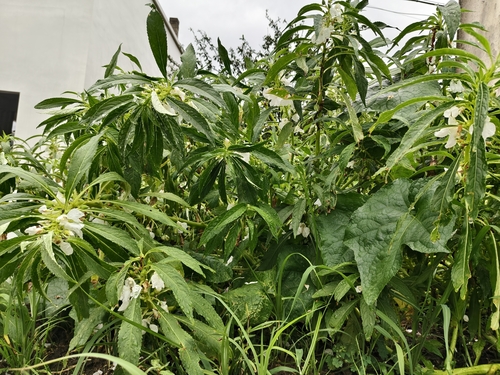 Garden balsam