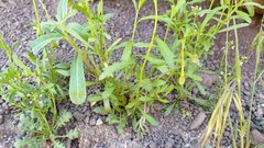Lepidium virginicum menziesii