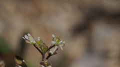 Lepidium virginicum menziesii