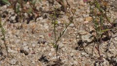 Lepidium virginicum menziesii