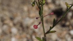 Lepidium virginicum menziesii