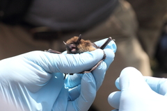 Myotis leibii
