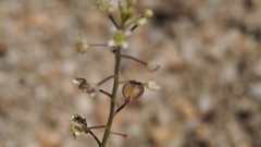 Lepidium virginicum menziesii