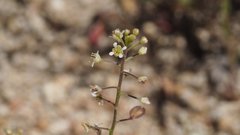 Lepidium virginicum menziesii