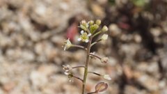 Lepidium virginicum menziesii