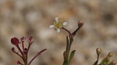 Lepidium virginicum menziesii