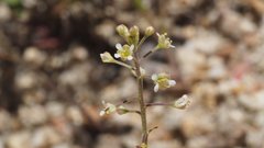 Lepidium virginicum menziesii