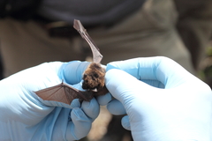 Myotis leibii