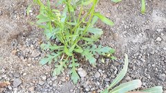 Lepidium virginicum menziesii