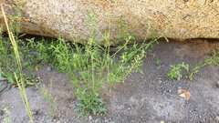 Lepidium virginicum menziesii