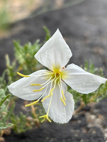 Oenothera pallida, photograph 4