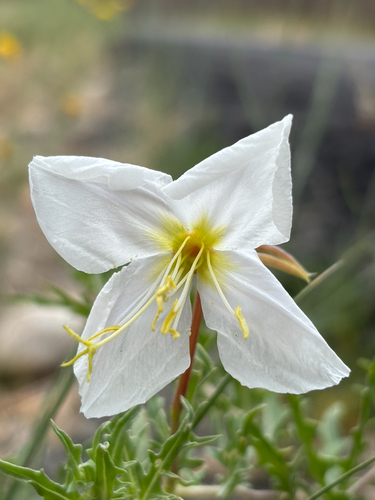 Oenothera pallida, photograph 6