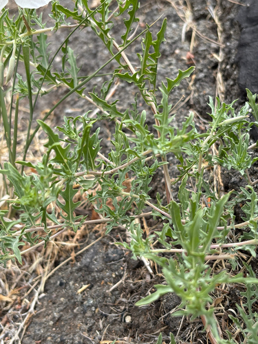 Oenothera pallida, photograph 5