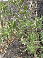 author not stated, no rights reserved Oenothera pallida, photograph author not stated, no rights reserved