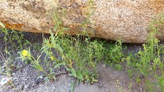Lepidium virginicum menziesii