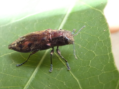 Euplectalecia sordidenotata