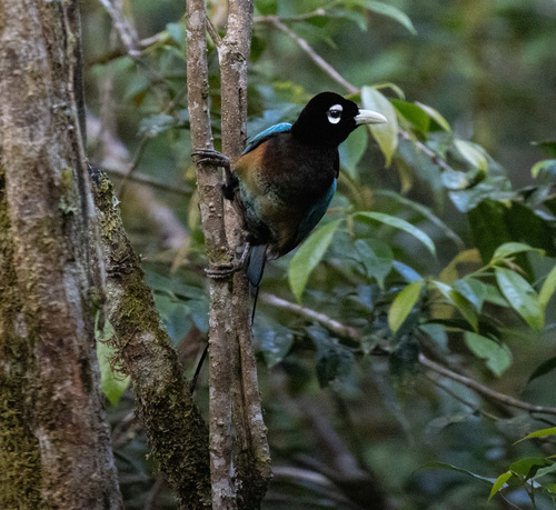 Paradisaea rudolphi observed 2026-06-12