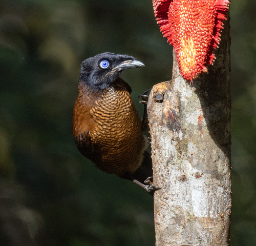 Parotia lawesii observed 2026-06-12