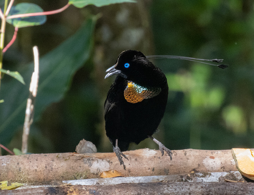Parotia lawesii observed 2026-06-12