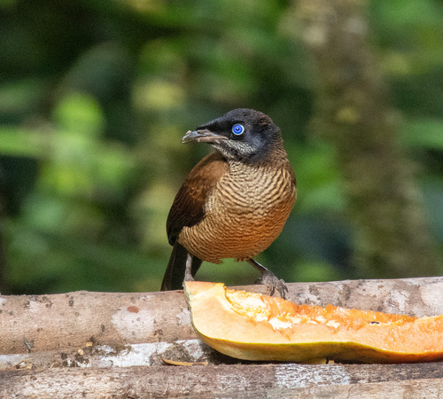 Parotia lawesii observed 2026-06-12